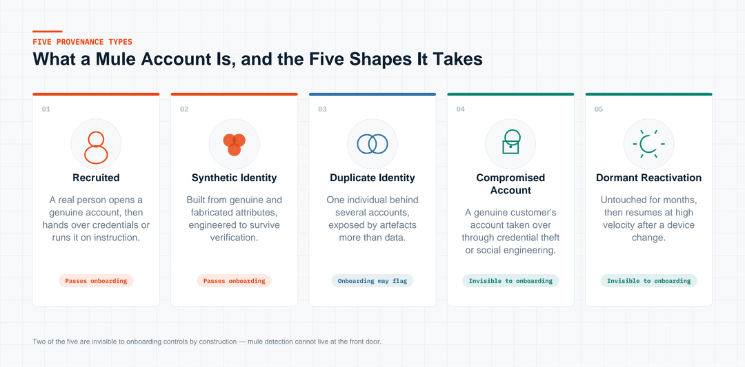 Five provenance types of mule accounts — Recruited, Synthetic Identity, Duplicate Identity, Compromised Account, and Dormant Reactivation